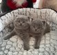 Magnifique chaton Scottish fold Color point