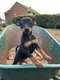 Chiots pinschers nains
