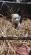 Chiots mles et femelles pure race Border Collie.