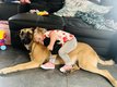 Malinois de 1 an  donner