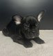Bouledogue franais