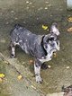 Bulldogs francais mle et femelle