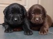 Labradors