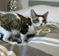 Devon Rex disponibles