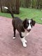 Chiots Border collie