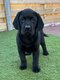 Chiots Labrador noire et chocolate (parents...