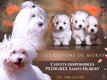 Magnifique Cotons de Tulear disponibles