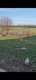 Labradors Heureux