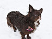 Magnifique mle Chihuahua trs bien type | En...