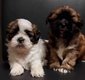 Superbe shih tzus