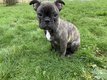 Bouledogue Franais