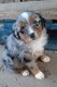 Superbes chiots bergers australiens miniatures