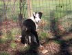 Chiots Border Collie pure race