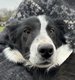 Chiot Border Collie mle