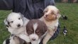 Magnifiques chiots berger australien lev  la...