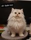 Les plus beaux chatons britanniques