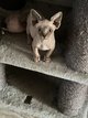 Petite Canaille [cherche] sa famillle pour la vie
