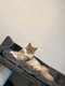Magnifiques chtons Maine Coon prt  partir