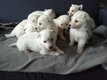 Berger blanc suisse