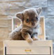 Magnifique chihuahua