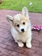 Chiots Welsh Corgi Pembroke (parents prsents)