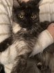 Magnifique princesse black smoke tortie
