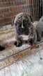 Bouledogue franais