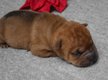 Chiot shar-pei pur race