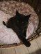 Adorables Maine Coon dispo  la rservation