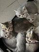 Joli British shorthair
