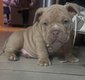 American bully pocket