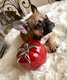 Bouledogue franais