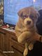 Akita inu