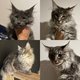 Magnifiques chatons femelles Maine coon...