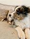 Magnifiques chiots berger australien disponible...