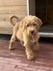 Chiots Labradoodle (parents prsents)