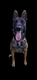 Femelle malinois 2 ans dresse  .