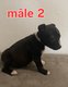 Chiot amrican staff