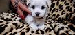 Chiot bichon maltais femelle (elevage familial...