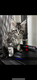 5 chatons maincoon
