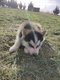 Husky puppy l'levage familial d'Odile