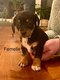 7 chiots croiss teckel