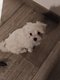 Bichons Maltais levs en famille