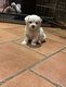 Magnifiques chiots Bichons Maltais nains