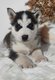 Chiots Husky
