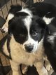 Chiot border collie