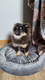 Superbe chiot mle loulou de pomranie