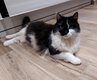 Chat  donner