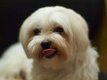 Bichons maltais nains