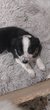 Chiots border collie noir et blanc